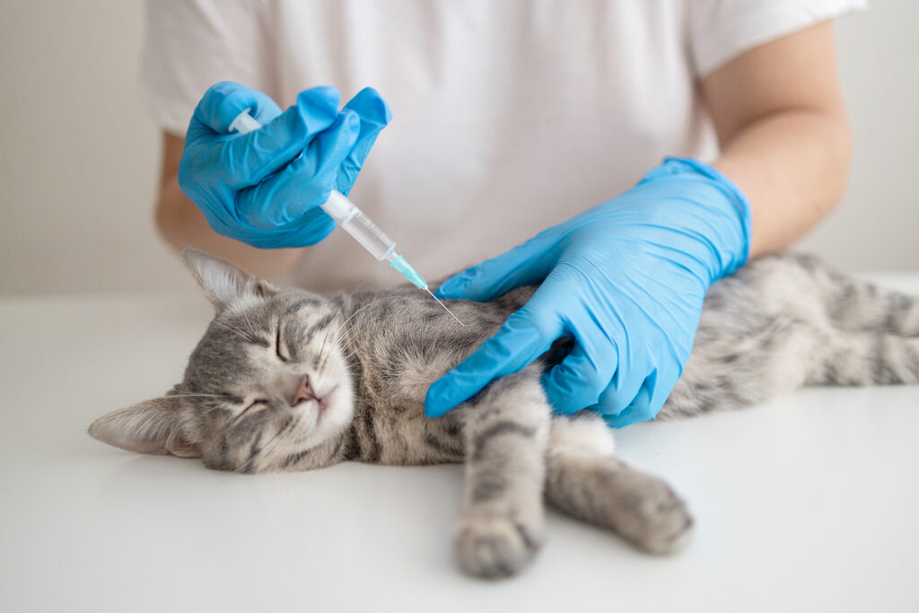 猫がフィラリア症にかかったら…治療は何をするの？