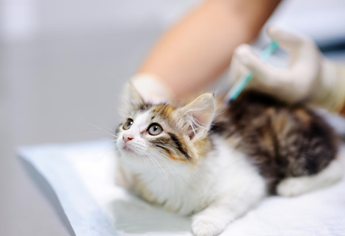 猫のマイクロチップ義務化 費用 デメリットなど徹底解説 ねこ大学