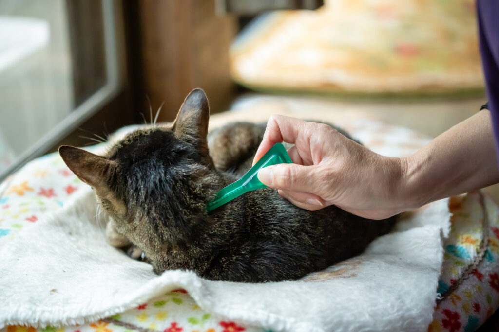 猫をフィラリア症から守るための予防法は？